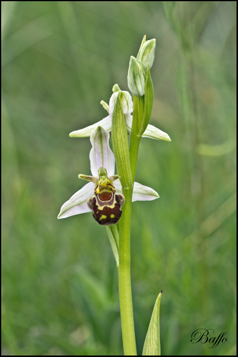 Ophrys apifera var.aurita